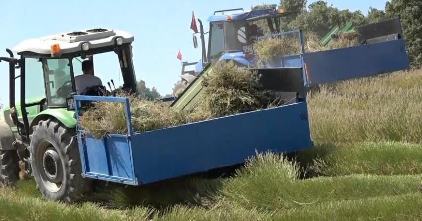 Burdur'da yağmur suyuyla yetişen üründe hasat devam ediyor! Eskiden ithal edilen yağ artık ihraç ediliyor