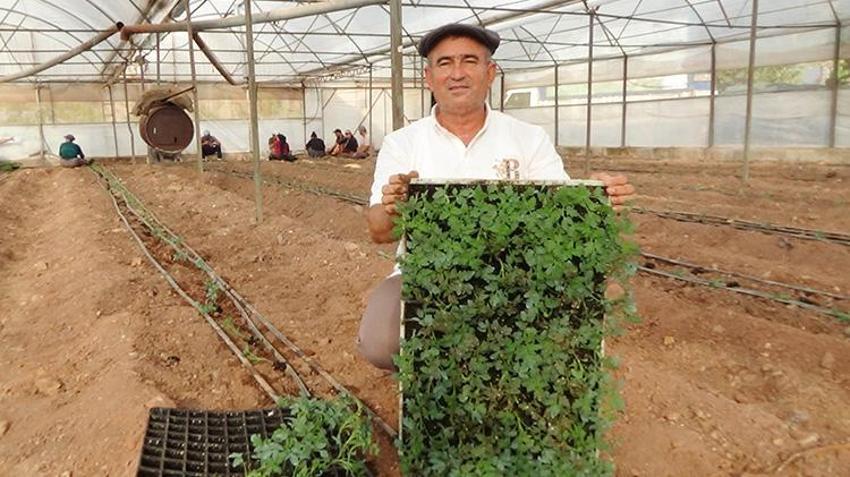 Antalya'da üretim sezonu başladı! 52 bin dönüm alanda 25 bin fide dikilecek