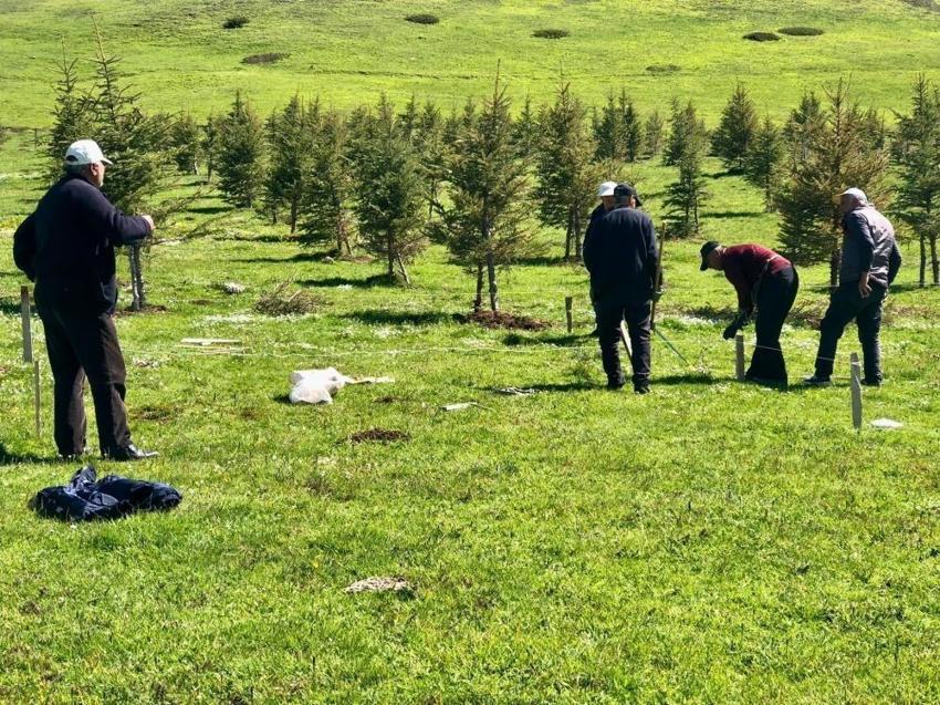Tokat'ta halk girişimi sonuç verdi: 700 tanesi taşındı! Yaşam alanı oluştu