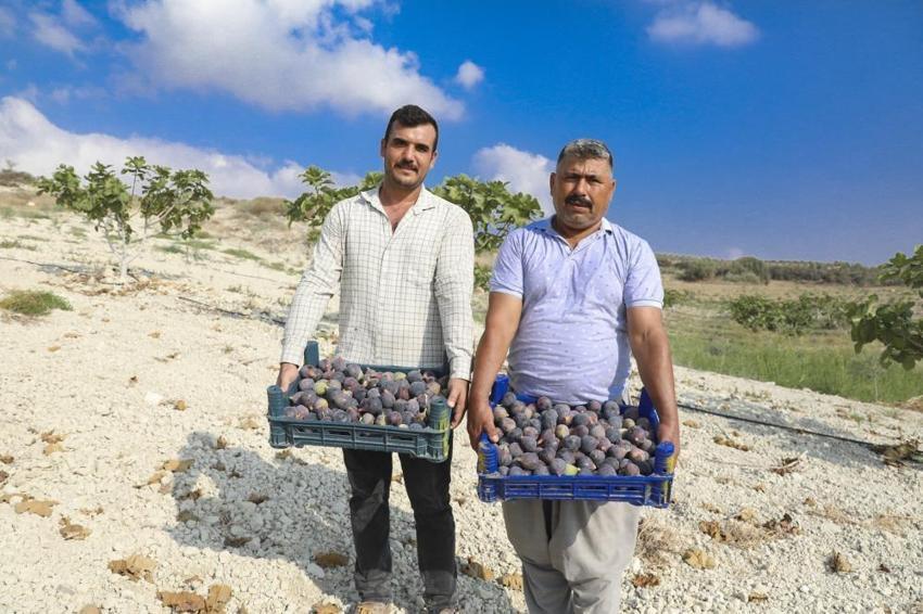 Mersin'de atıl araziler incirle canlandı! Coğrafi işaret yolda!