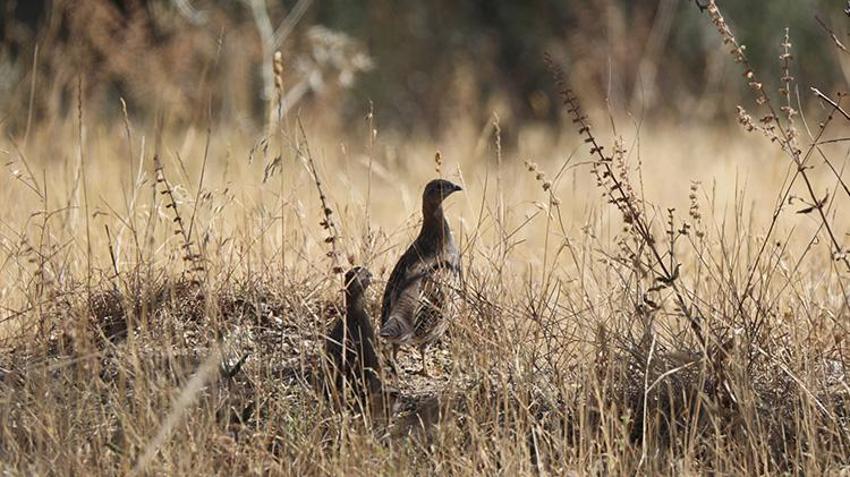 Iğdır'da gizli bir cennet keşfedildi: Göç yolu üzerinde, 35 kuş türüne ev sahipliği yapıyor!
