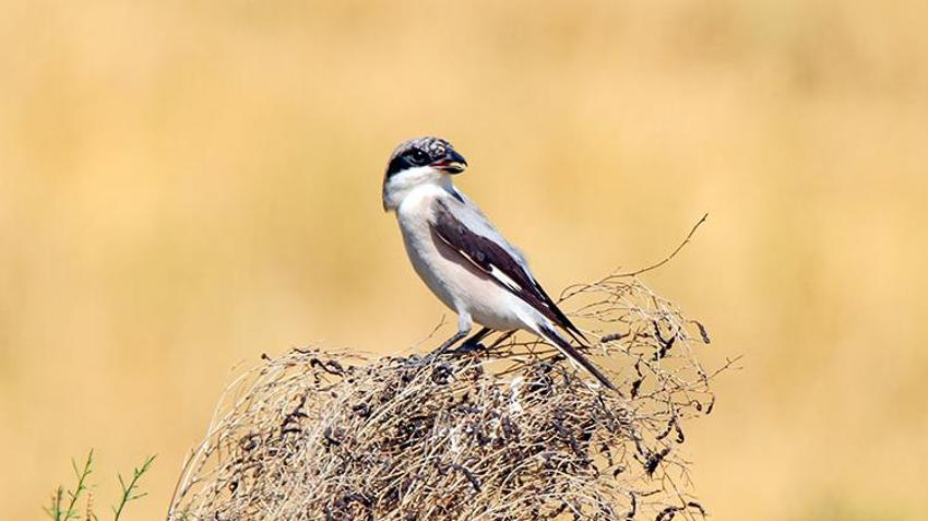 Iğdır'da gizli bir cennet keşfedildi: Göç yolu üzerinde, 35 kuş türüne ev sahipliği yapıyor!