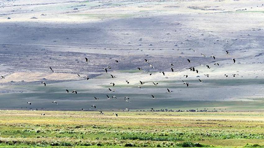 Iğdır'da gizli bir cennet keşfedildi: Göç yolu üzerinde, 35 kuş türüne ev sahipliği yapıyor!