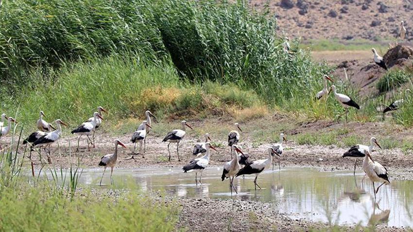 Iğdır'da gizli bir cennet keşfedildi: Göç yolu üzerinde, 35 kuş türüne ev sahipliği yapıyor!