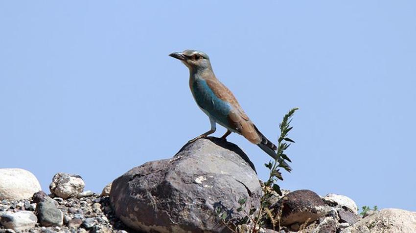 Iğdır'da gizli bir cennet keşfedildi: Göç yolu üzerinde, 35 kuş türüne ev sahipliği yapıyor!
