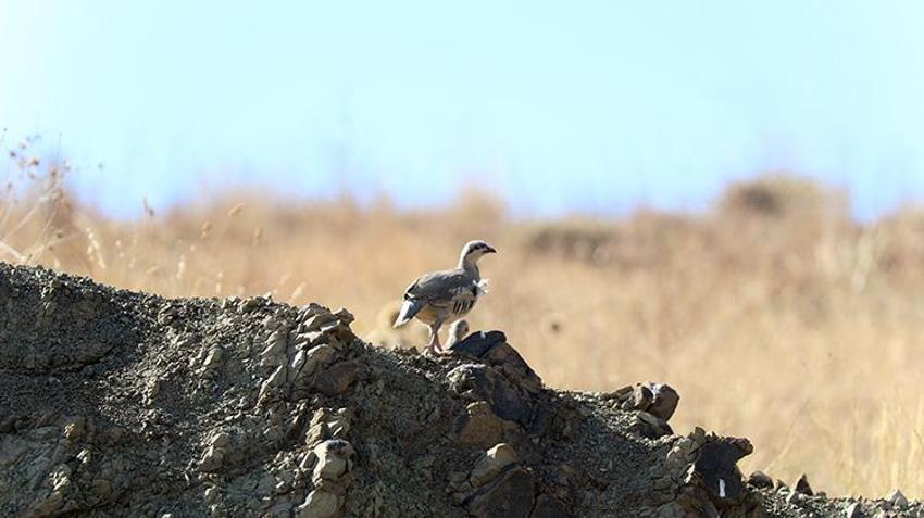 Iğdır'da gizli bir cennet keşfedildi: Göç yolu üzerinde, 35 kuş türüne ev sahipliği yapıyor!