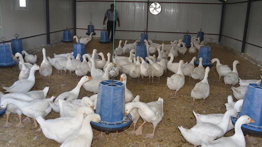 Muşlu çiftçiler bu projeyle gelirlerini katlayacak! Kazlar hazır, kümesler kuruldu!