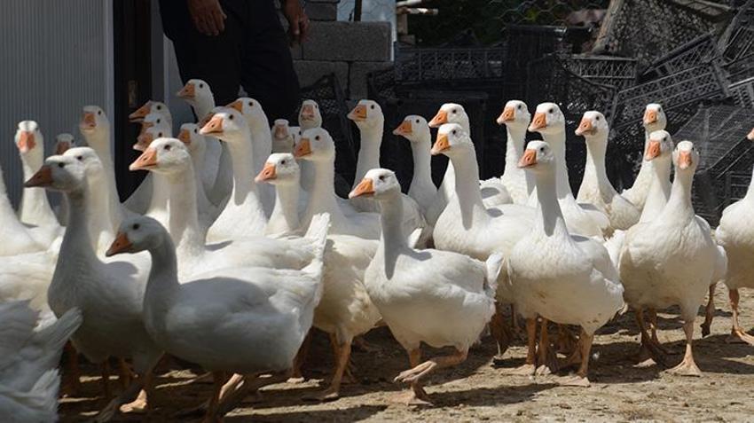 Muşlu çiftçiler bu projeyle gelirlerini katlayacak! Kazlar hazır, kümesler kuruldu!