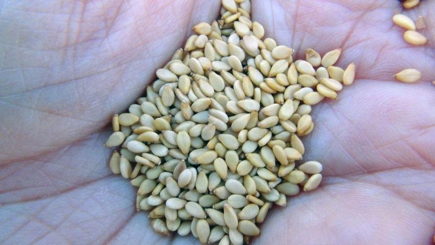 Japonların dünyaca ünlü mutfağına Muğla'dan hediye: İyotlu rüzgarla tadı aroması daha da artıyor