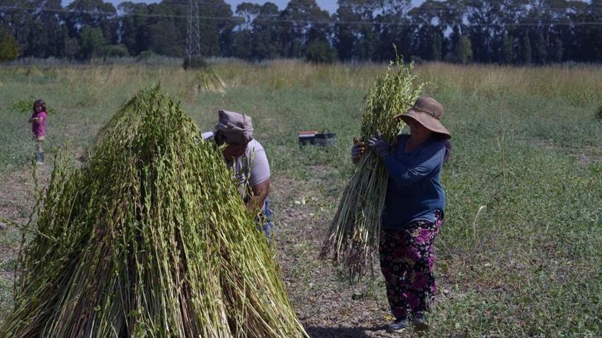 Japonların dünyaca ünlü mutfağına Muğla'dan hediye: İyotlu rüzgarla tadı aroması daha da artıyor