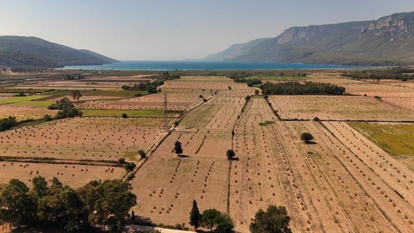 Japonların dünyaca ünlü mutfağına Muğla'dan hediye: İyotlu rüzgarla tadı aroması daha da artıyor