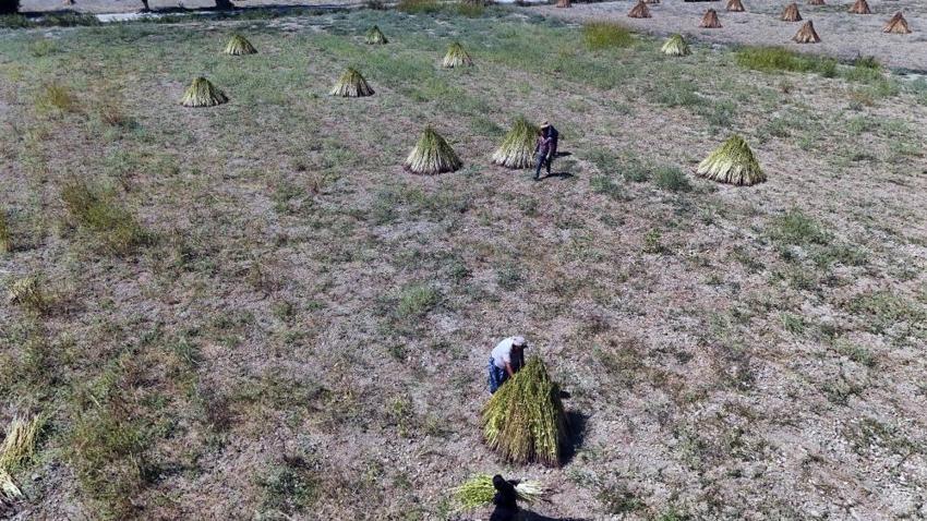 Japonların dünyaca ünlü mutfağına Muğla'dan hediye: İyotlu rüzgarla tadı aroması daha da artıyor