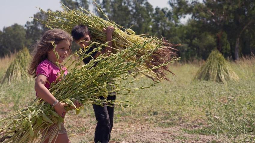 Japonların dünyaca ünlü mutfağına Muğla'dan hediye: İyotlu rüzgarla tadı aroması daha da artıyor