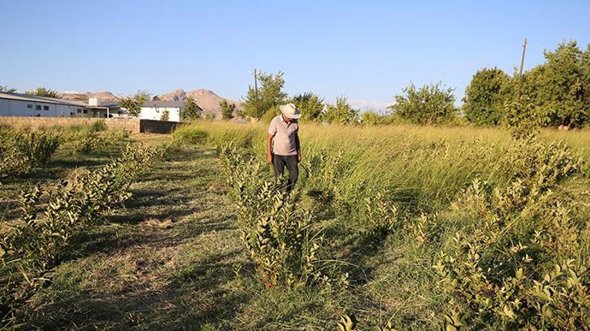 Diyarbakırlı emekli vatandaş bir zamanlar şifa niyetine bulamadığı meyvenin üreticisi oldu! Eşi öldükten sonra içinde ukde kaldı
