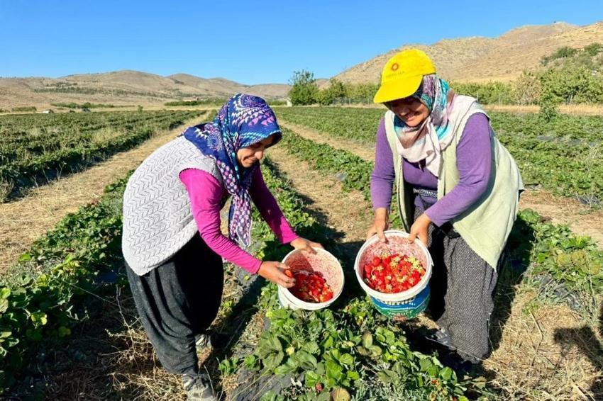Niğde'de hasat başladı! Don vurdu ama çiftçi vazgeçmedi