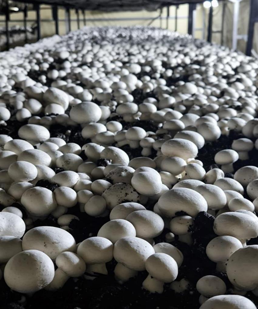 Konya’da yılda 45 ton üretilecek! İlçeye yeni istihdam kapısı