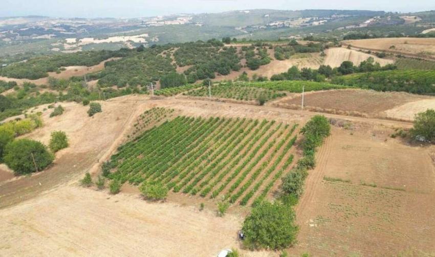 Hasat başladı, çiftçiye ücretsiz verildi! Bursa'da üretici bu makineyle güldü