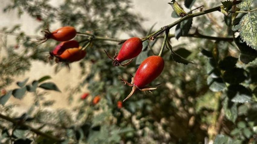 Dağlarda zahmetli hasat başladı! Kazanlarda kaynıyor, şifa saçıyor!