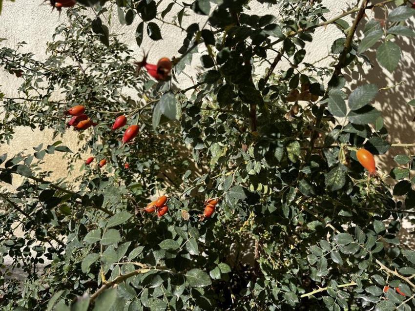 Dağlarda zahmetli hasat başladı! Kazanlarda kaynıyor, şifa saçıyor!