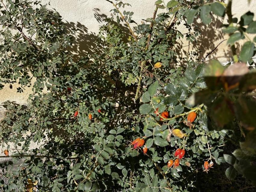 Dağlarda zahmetli hasat başladı! Kazanlarda kaynıyor, şifa saçıyor!