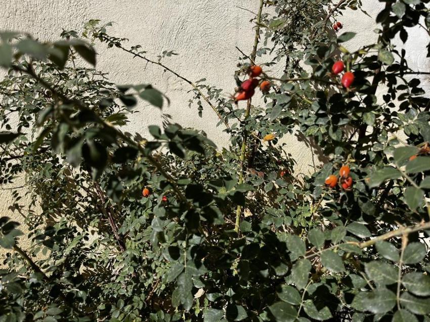 Dağlarda zahmetli hasat başladı! Kazanlarda kaynıyor, şifa saçıyor!