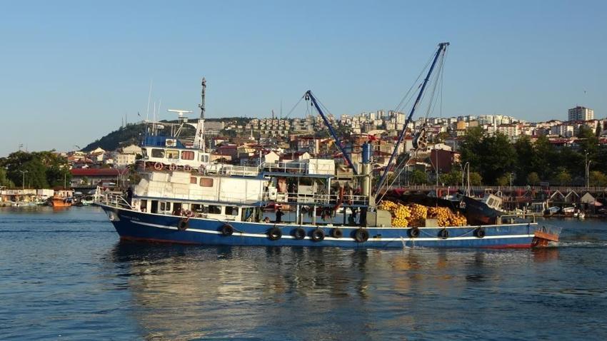 2 ay sonra hamsi avı bitebilir! Trabzonlu balıkçıların erken gelen hamside endişesi var