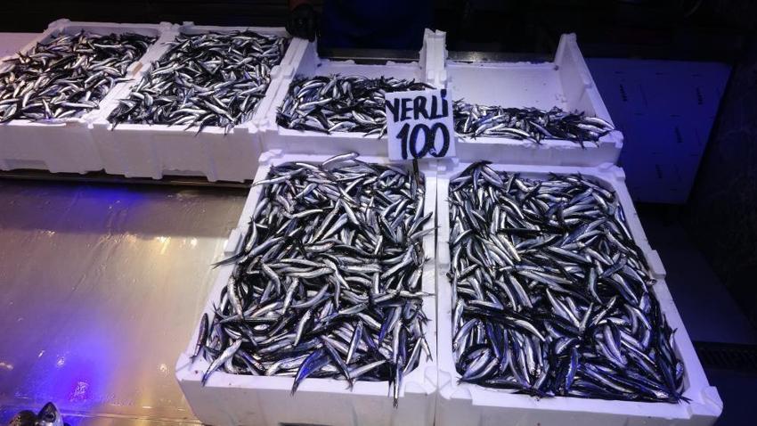 2 ay sonra hamsi avı bitebilir! Trabzonlu balıkçıların erken gelen hamside endişesi var