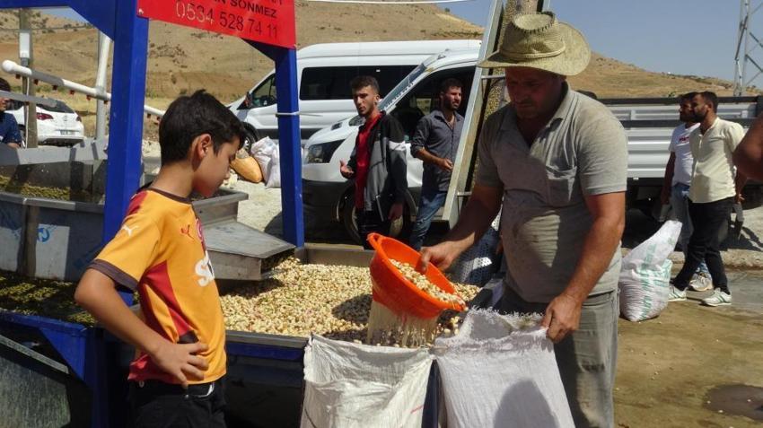 Batman Gercüş'te 'yeşil altın'ın değirmenleri çalışmaya başladı! Hasattan sonra ilk durak burası