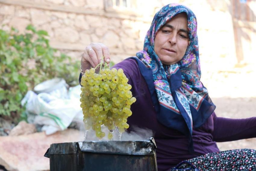 Konya'da 'yeşil altın' hasadı başladı! Kilosu 100 TL'den satılıyor: Tavan aralarında kurutuluyor