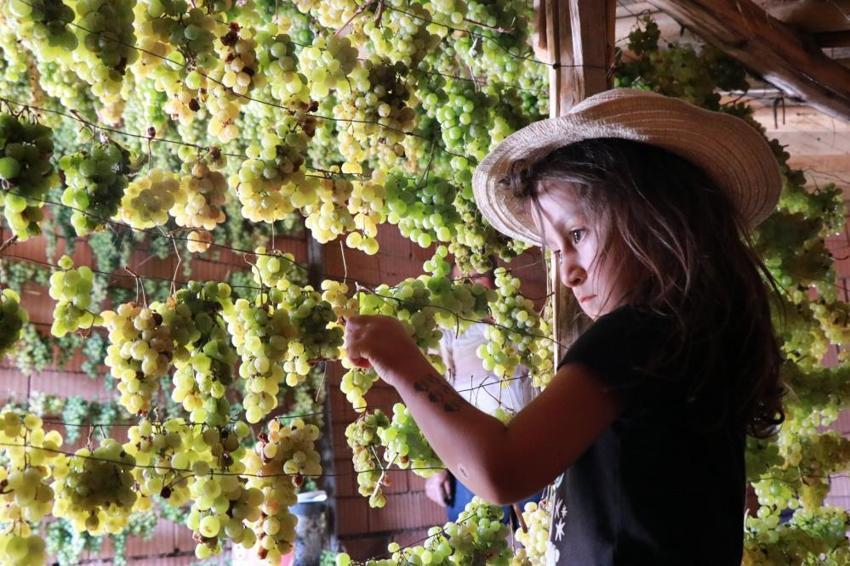 Konya'da 'yeşil altın' hasadı başladı! Kilosu 100 TL'den satılıyor: Tavan aralarında kurutuluyor