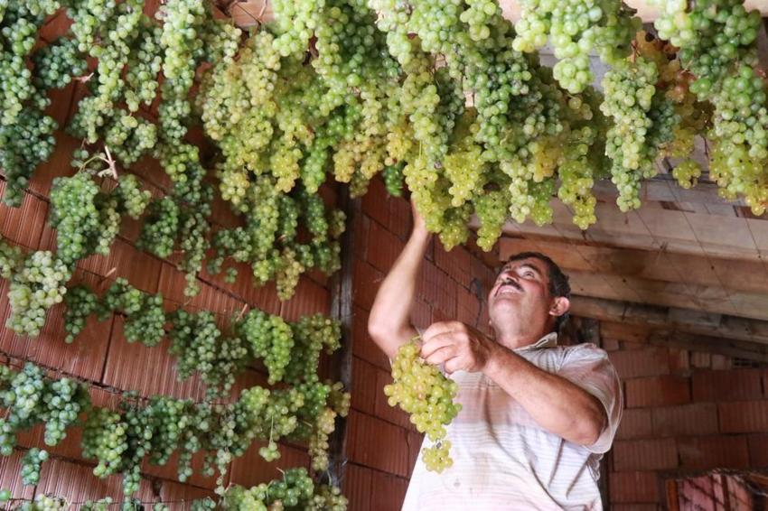 Konya'da 'yeşil altın' hasadı başladı! Kilosu 100 TL'den satılıyor: Tavan aralarında kurutuluyor