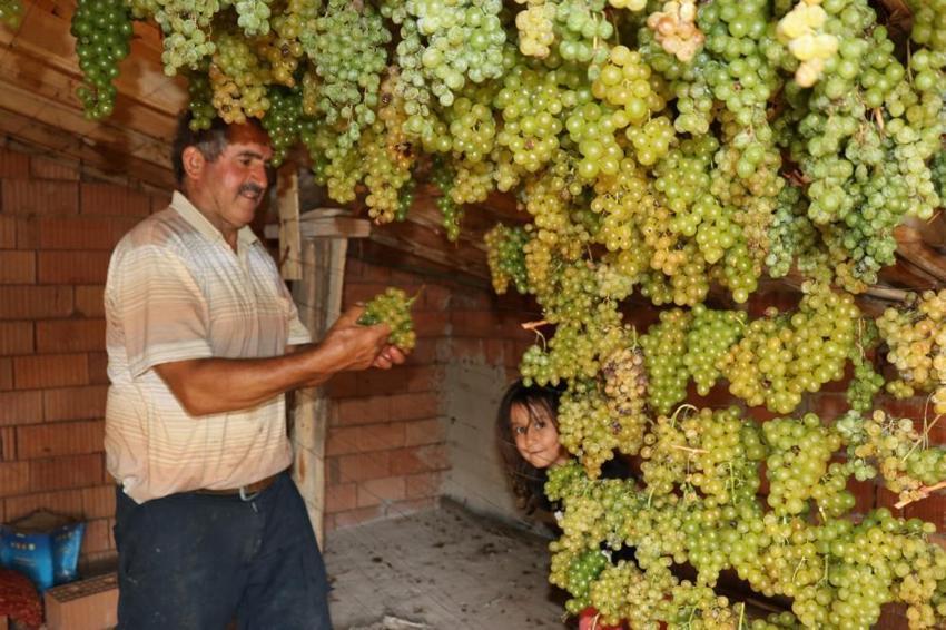 Konya'da 'yeşil altın' hasadı başladı! Kilosu 100 TL'den satılıyor: Tavan aralarında kurutuluyor