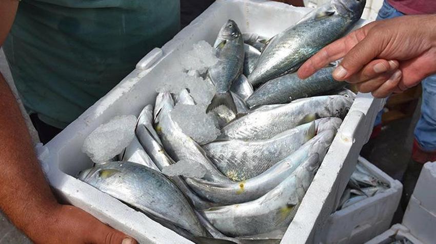 Egeli balıkçılar sezon açılışından memnun! Denizin bereketi tezgahlara aktı