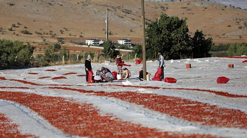 Elazığ'da bozkırın altınında hasat zamanı: Güneşin altında kurtulan domatesler, Avrupa'ya ihraç ediliyor!