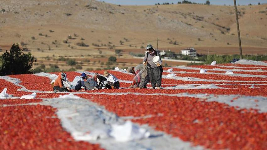 Elazığ'da bozkırın altınında hasat zamanı: Güneşin altında kurtulan domatesler, Avrupa'ya ihraç ediliyor!