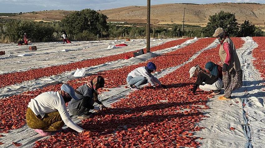 Elazığ'da bozkırın altınında hasat zamanı: Güneşin altında kurtulan domatesler, Avrupa'ya ihraç ediliyor!