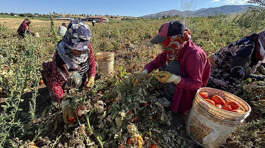 Elazığ'da bozkırın altınında hasat zamanı: Güneşin altında kurtulan domatesler, Avrupa'ya ihraç ediliyor!