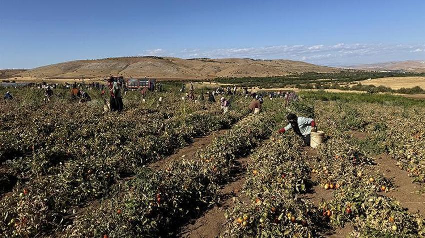 Elazığ'da bozkırın altınında hasat zamanı: Güneşin altında kurtulan domatesler, Avrupa'ya ihraç ediliyor!