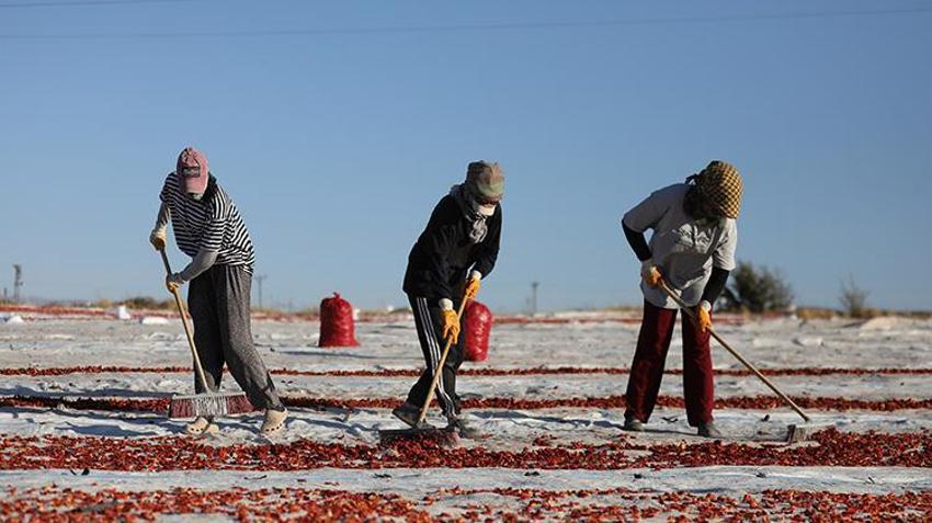 Elazığ'da bozkırın altınında hasat zamanı: Güneşin altında kurtulan domatesler, Avrupa'ya ihraç ediliyor!