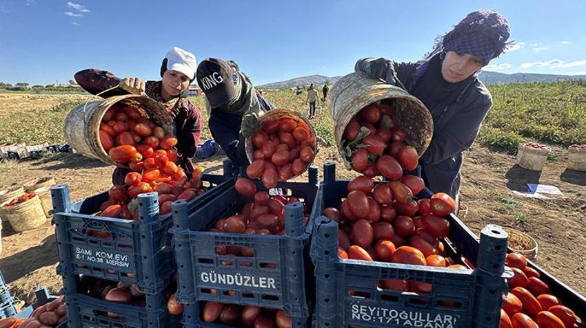 Elazığ'da bozkırın altınında hasat zamanı: Güneşin altında kurtulan domatesler, Avrupa'ya ihraç ediliyor!