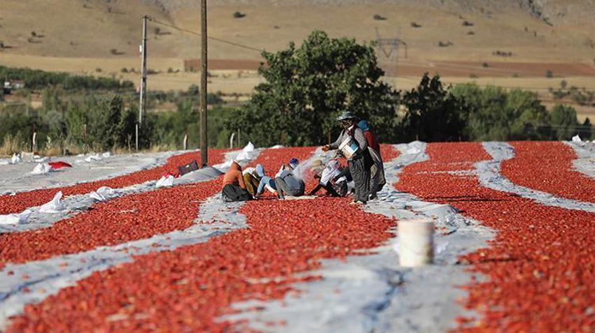 Elazığ'da bozkırın altınında hasat zamanı: Güneşin altında kurtulan domatesler, Avrupa'ya ihraç ediliyor!