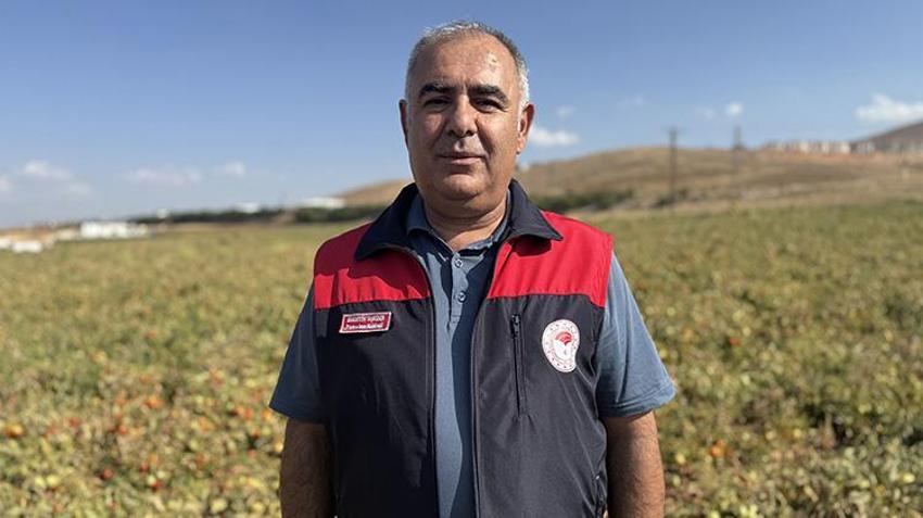 Elazığ'da bozkırın altınında hasat zamanı: Güneşin altında kurtulan domatesler, Avrupa'ya ihraç ediliyor!