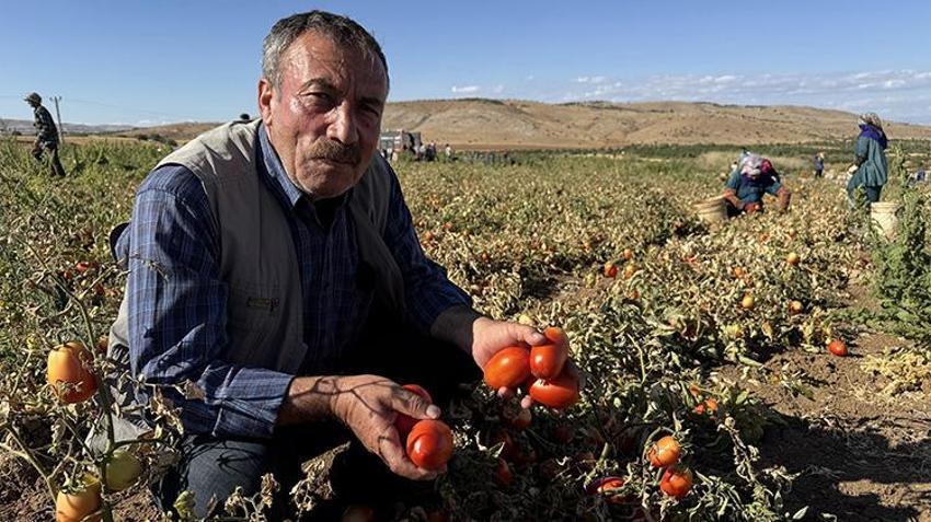 Elazığ'da bozkırın altınında hasat zamanı: Güneşin altında kurtulan domatesler, Avrupa'ya ihraç ediliyor!