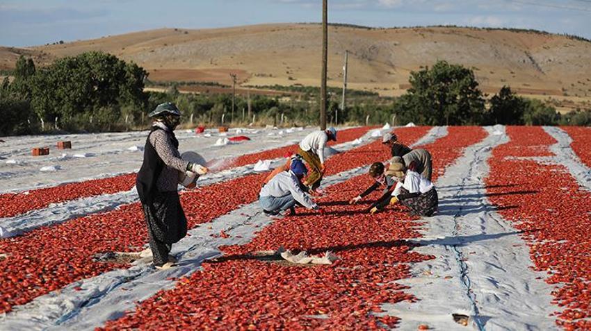 Elazığ'da bozkırın altınında hasat zamanı: Güneşin altında kurtulan domatesler, Avrupa'ya ihraç ediliyor!