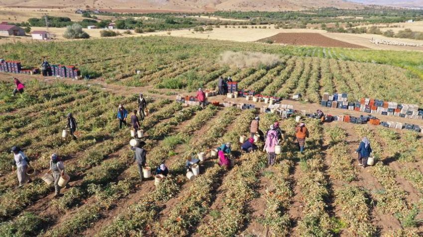 Elazığ'da bozkırın altınında hasat zamanı: Güneşin altında kurtulan domatesler, Avrupa'ya ihraç ediliyor!