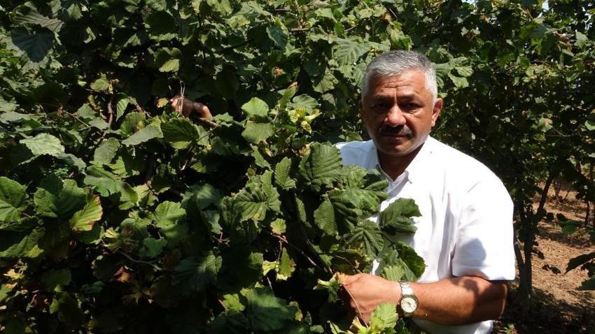 Üretici elinde tuttu, Samsun'da fındık fiyatları uçtu!
