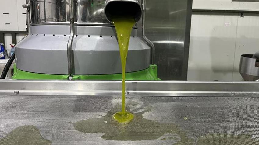 Erken hasat başladı! Bursa'da üretiliyor, dünyanın dört bir yanından sipariş yağıyor