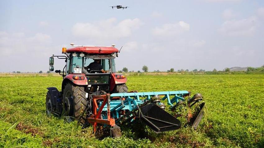 Osmaniye'de hasat başladı! Rekolte arttı: 3 bin 500 aile geçimini bu üründen sağlıyor
