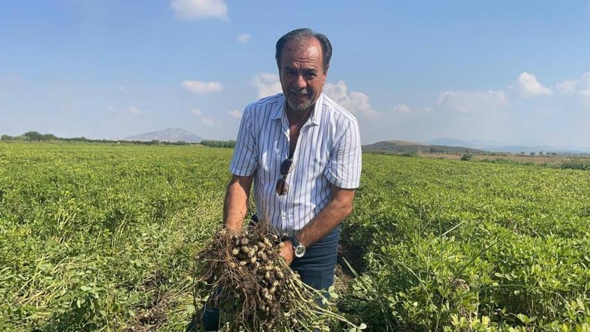 Osmaniye'de hasat başladı! Rekolte arttı: 3 bin 500 aile geçimini bu üründen sağlıyor
