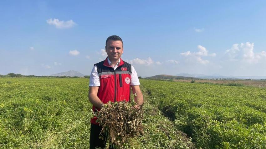 Osmaniye'de hasat başladı! Rekolte arttı: 3 bin 500 aile geçimini bu üründen sağlıyor